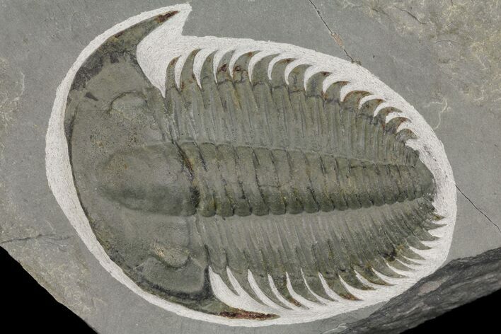 Lower Cambrian Trilobite (Longianda) - Issafen, Morocco #164513
